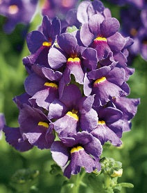Nemesia  Karoo Blue