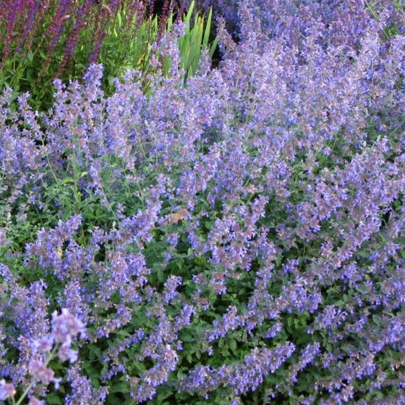 Nepeta Six hill Giant