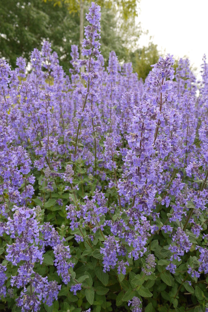 Nepeta Summer Magic - Herbaceous - Windyridge Garden Centre