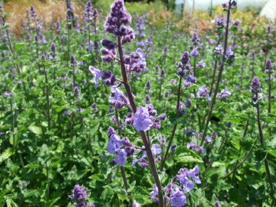 Nepeta x fass. Kit Kat
