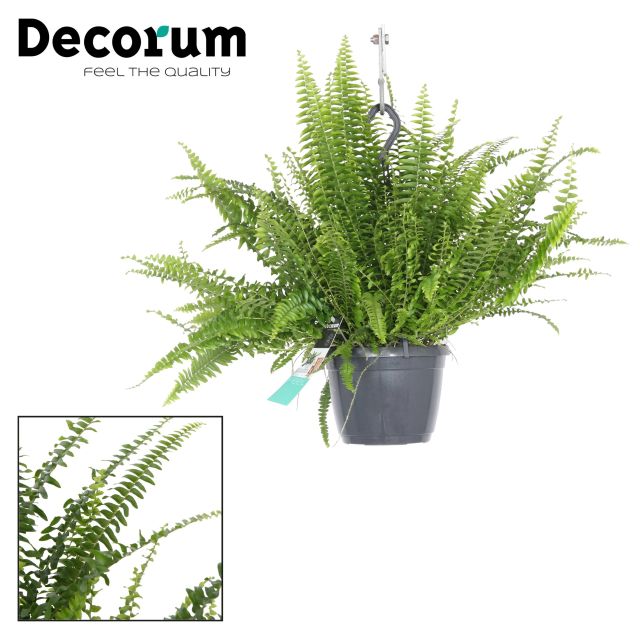 Nephrolepis exal. Green Lady  P18, hanging pot
