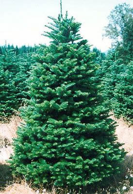 Real Christmas Tree Nordman Fir Yellow Tag 4Ft - Christmas Trees - Windyridge Garden Centre