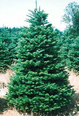 Christmas Tree  Noblis Fir Red Red Tag 6.7ft-8.3ft 200-250