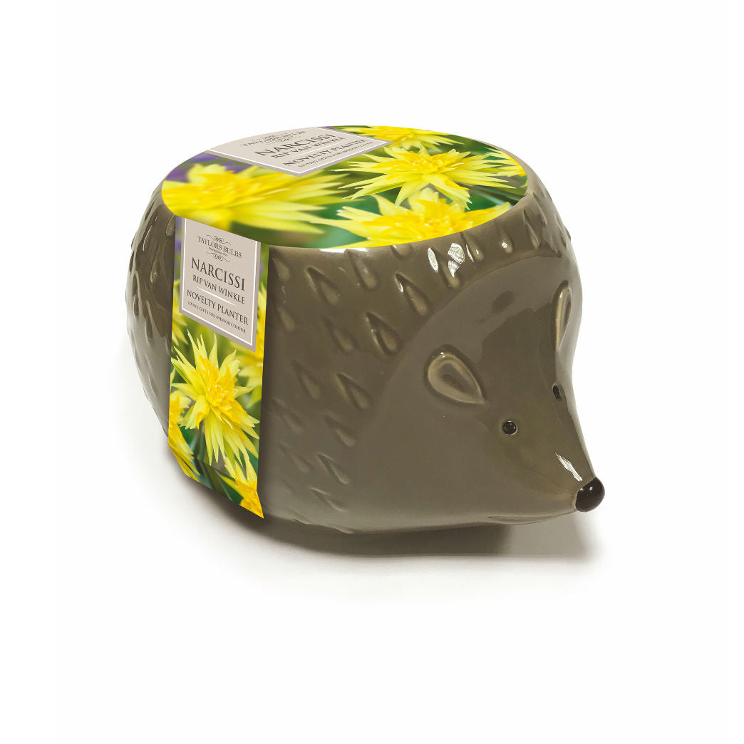 Novelty Hedgehog Planter X3 - Gift Shop - Windyridge Garden Centre
