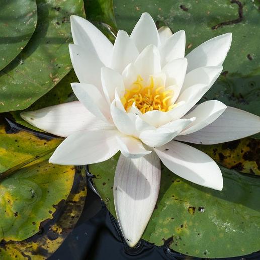 Nymphaea-mix-Flower