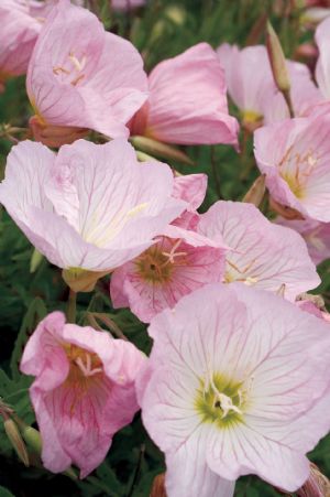 Oenothera Twilight - Herbaceous - Windyridge Garden Centre