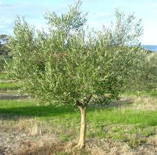 Olea Europea In Cvs Clt 50   Circ. Tr. 10 - 14 Cm  1/2 Std  F. Libera - Grow Your Own - Windyridge Garden Centre