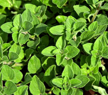 Oregano 'Hot N Spicy' - Grow Your Own - Windyridge Garden Centre