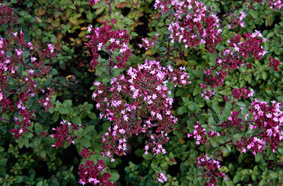 Origanum vulg. Compactum