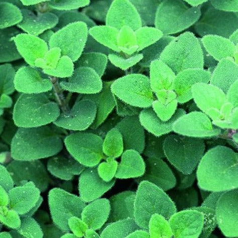 Origanum vulgare  P14