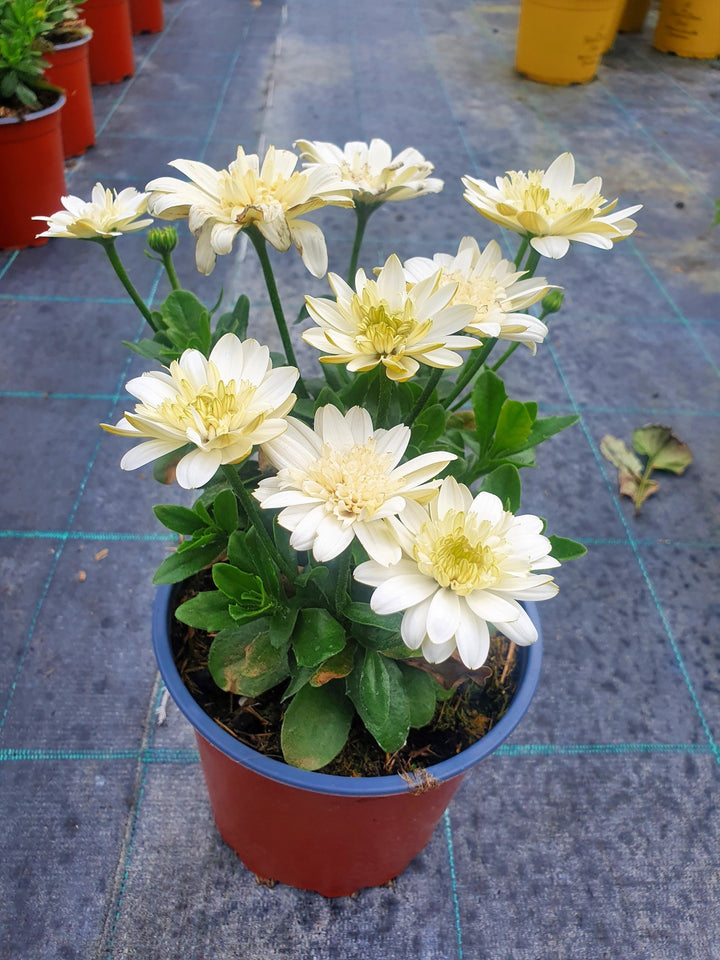 African daisy Osteopermum Mix (1.5Ltr Pot)