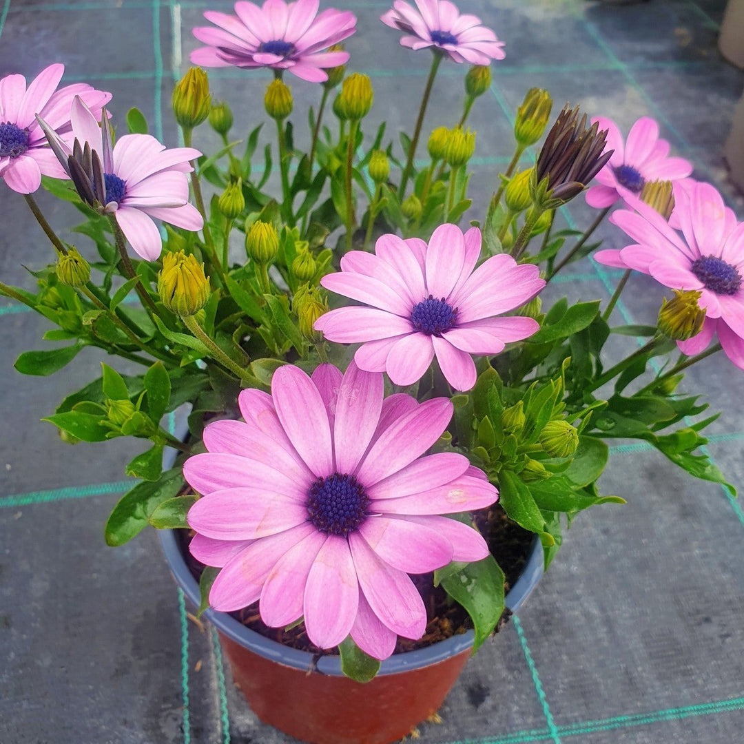 African daisy Osteopermum Mix (1.5Ltr Pot)