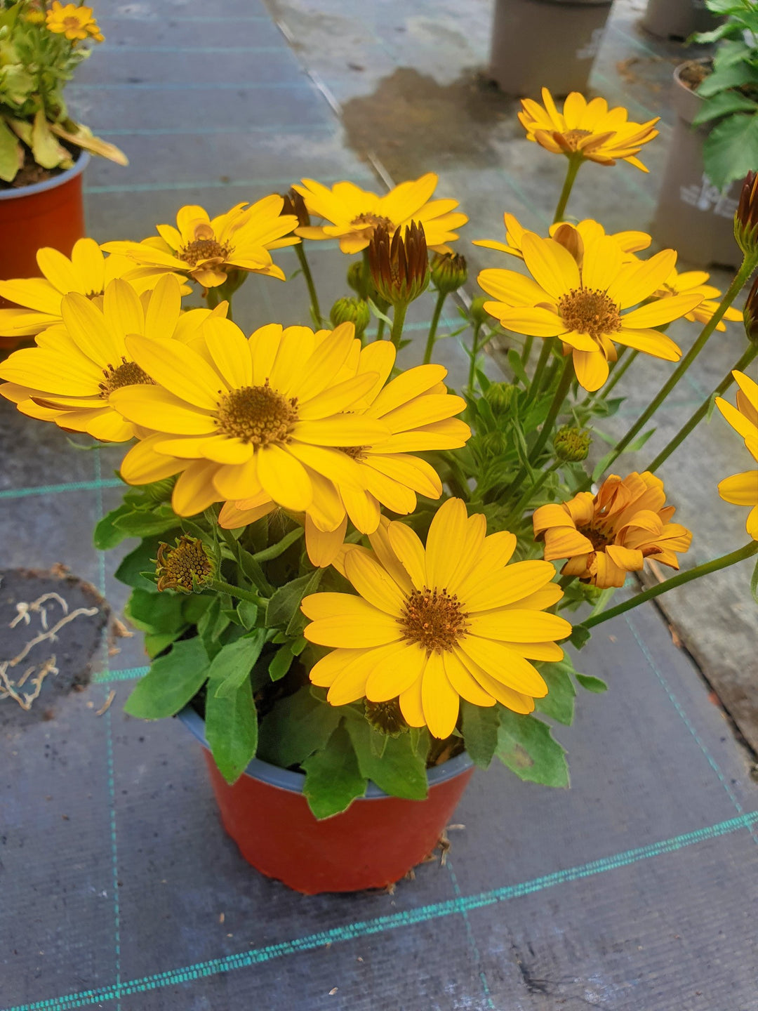 African daisy Osteopermum Mix (1.5Ltr Pot)