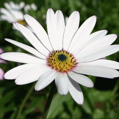 Osteospermum Lady Leitrim - Herbaceous - Windyridge Garden Centre