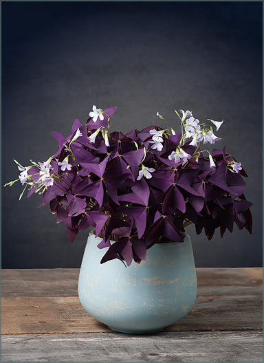 Oxalis triangularis purple