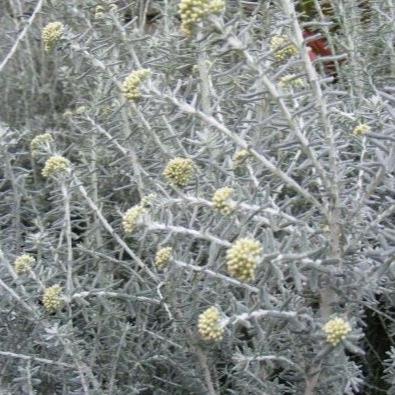 Ozothamnus Sussex Silver - Shrubs - Windyridge Garden Centre