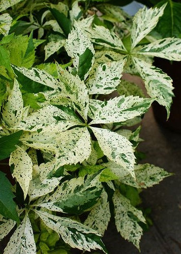 Parthenocissus Q. Star Showers - Climbers - Windyridge Garden Centre
