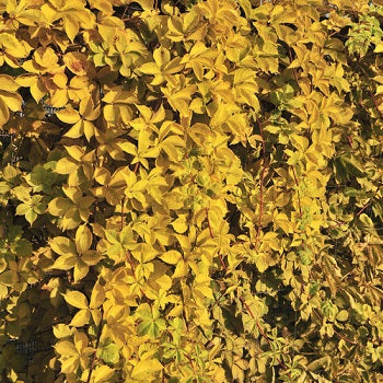 Parthenocissus Q. Yellow Wall - Climbers - Windyridge Garden Centre