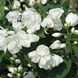 PHILADELPHUS SNOWBELLE