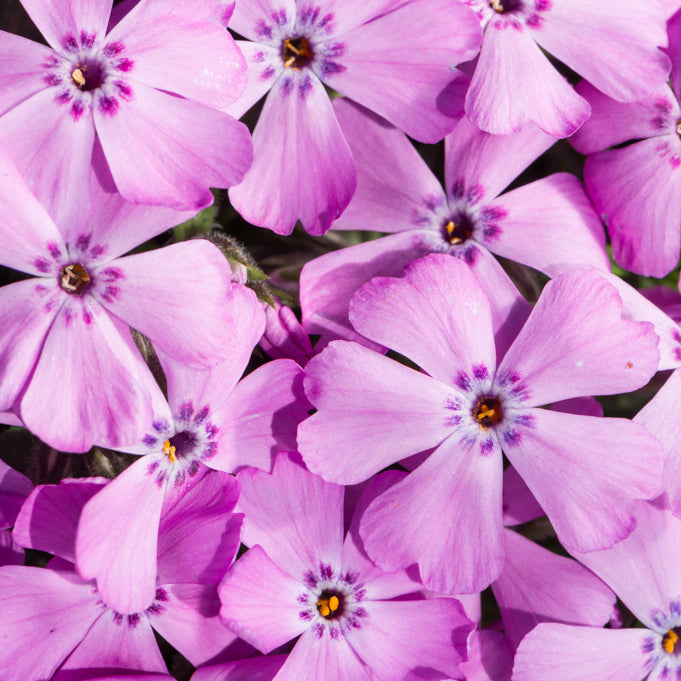 PHLOX sub. Fabulous Rose