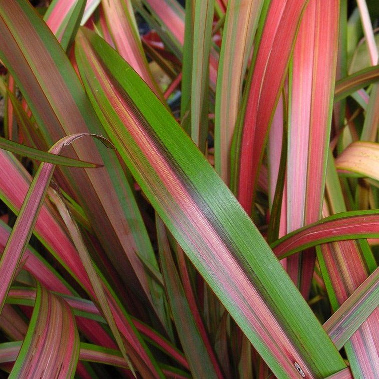 Phormium Jester - Herbaceous - Windyridge Garden Centre