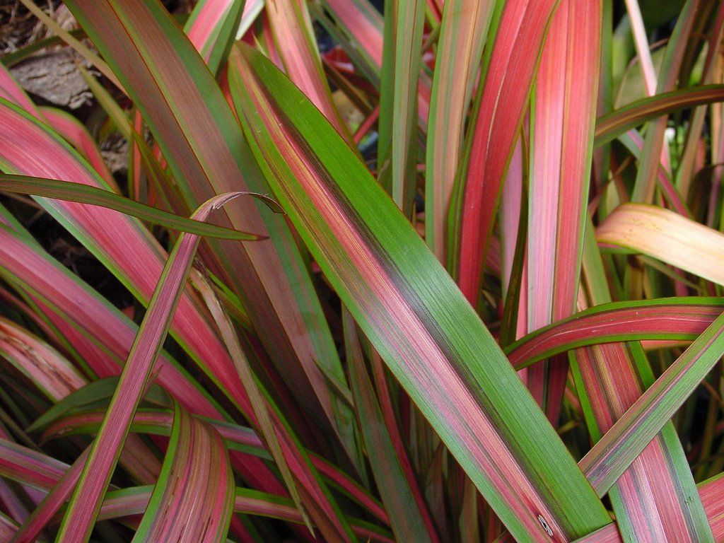Phormium Jester - Herbaceous - Windyridge Garden Centre