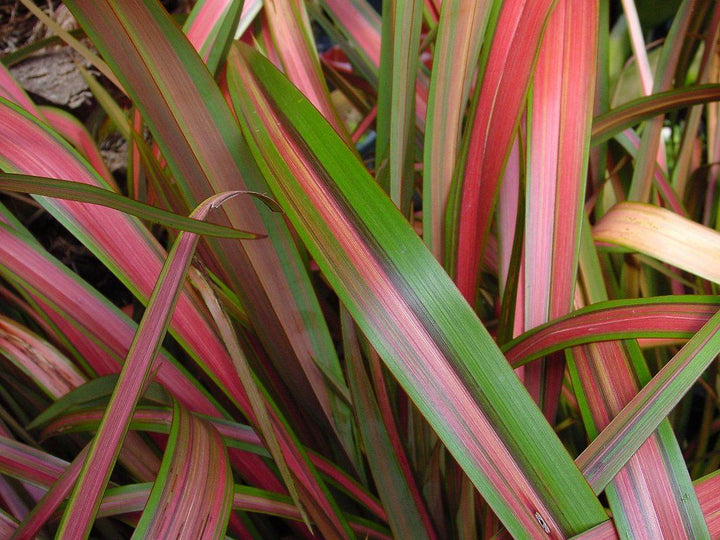 Phormium Jester - Herbaceous - Windyridge Garden Centre