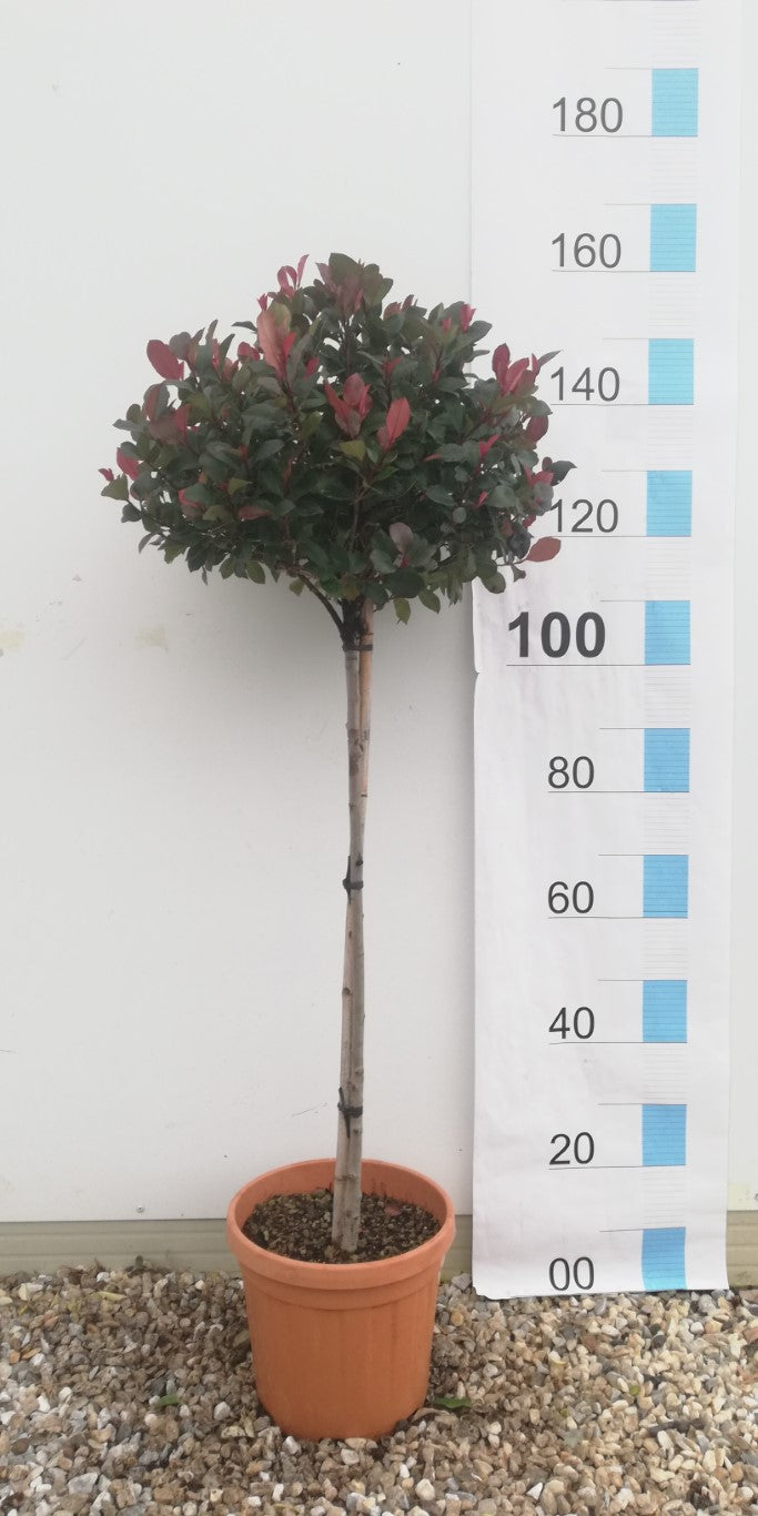 PHOTINIA SERR. ATROPURPUREA NANA CLT 15 / 18 CIRC. TR. 04 - 06 CHIOMA 35 - 40 CM   1/2 STD
