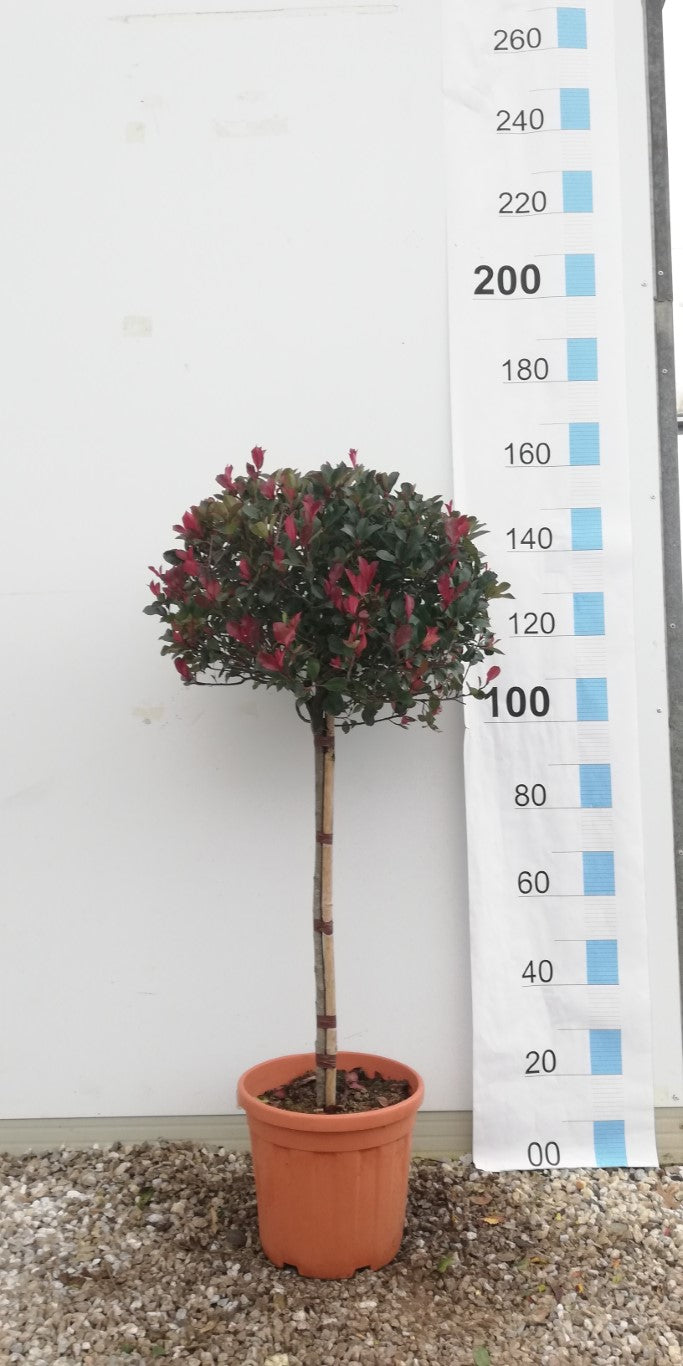 PHOTINIA SERR. ATROPURPUREA NANA CLT 20 / 25   CIRC. TR. 06 - 08 CHIOMA 50 - 60 CM 1/2 STD