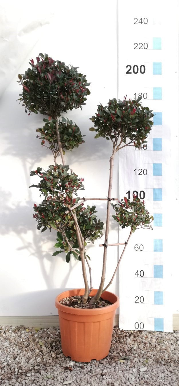 Photinia Serr. Atropurpurea Nana Clt 35 H 140 - 160 Cm     Pon Pon Forti - Standard Trees And Topiary - Windyridge Garden Centre