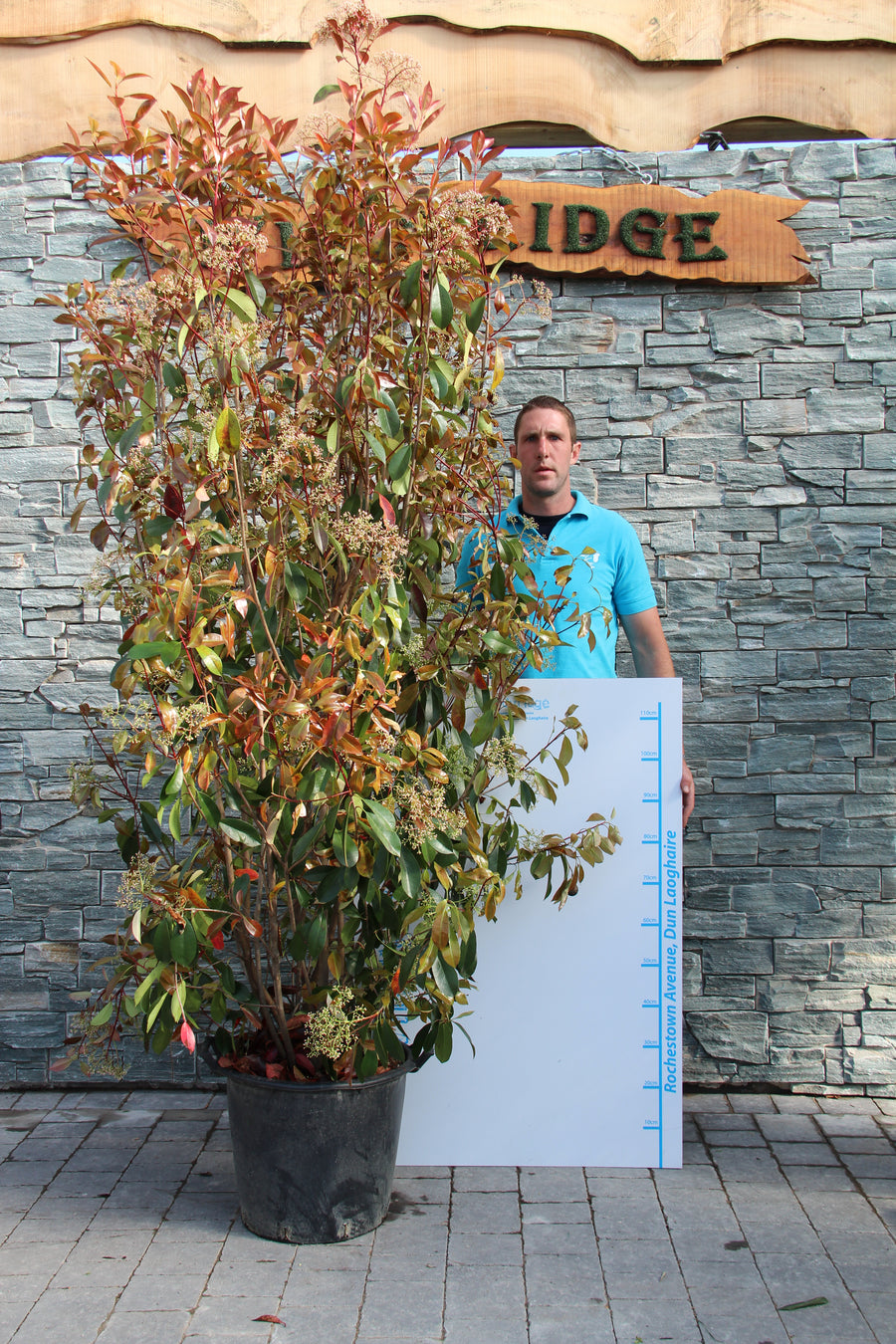 PHOTINIA SERR. RED ROBIN CLT 30 H 175 - 200 CM - Hedging - Windyridge Garden Centre