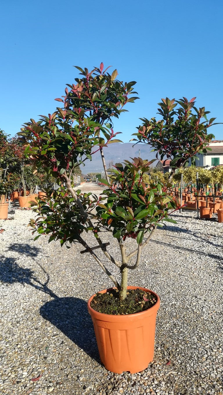 Photinia Serr. Red Robin Compatta Clt 18 / 20 H 100 - 120 Cm     Pon Pon - Standard Trees And Topiary - Windyridge Garden Centre