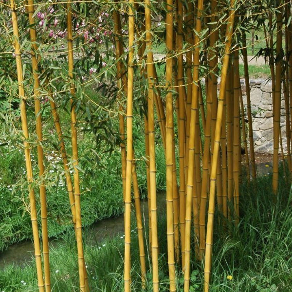 PHYLLOSTACHYS AUREA CLT 12 VASO ROSSO H 150 - 200 CM