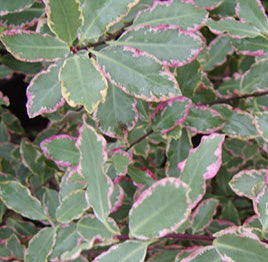 Pittosporum Tenui.Elizabeth   1,00  25L - Shrubs - Windyridge Garden Centre
