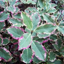 Pittosporum Elizabeth - Shrubs - Windyridge Garden Centre