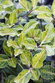Pittosporum John Flanagan - Shrubs - Windyridge Garden Centre