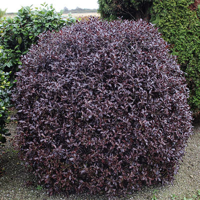 PITTOSPORUM T. TOM THUMB