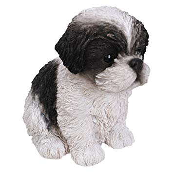 Pp Shihtzu Puppy B/W F - Vivid Arts - Windyridge Garden Centre