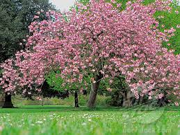 Prunus Serr. Kanzan Clt 25   Circ. Tr. 10 + Cm  1/2 Std - Trees - Windyridge Garden Centre