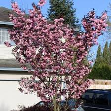 PRUNUS SERRULATA ROYAL BURGUNDY