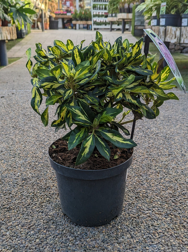 Rhododendron Gold Shine