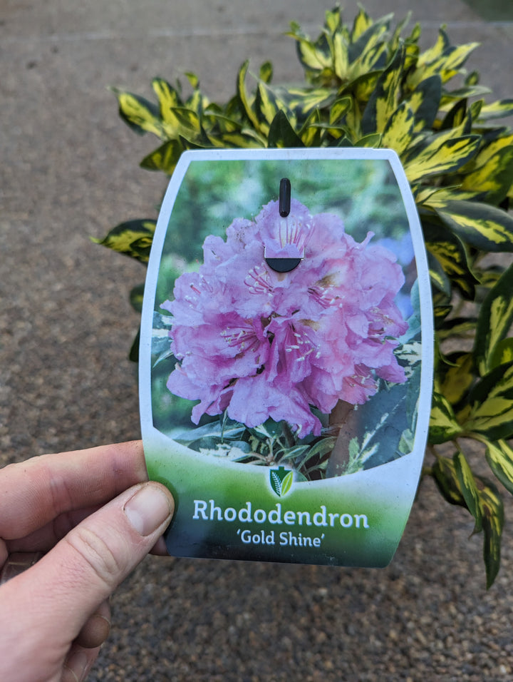 Rhododendron Gold Shine