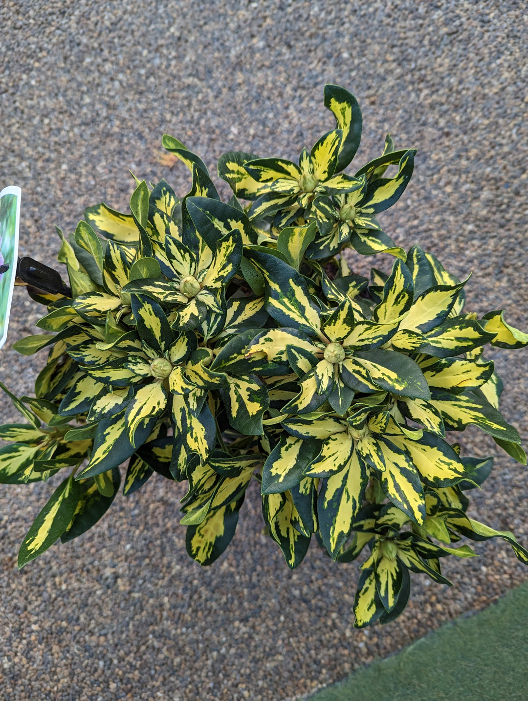 Rhododendron Gold Shine