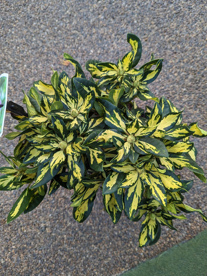 Rhododendron Gold Shine