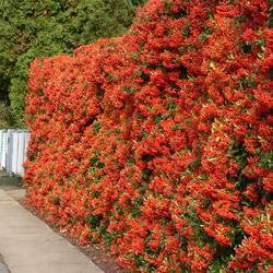 Pyracantha Orange Glow - Climbers - Windyridge Garden Centre