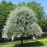 PYRUS SALICFOLIA PENDULA