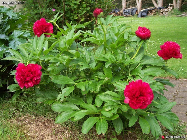 Paeonia Felix Crousse - Herbaceous - Windyridge Garden Centre