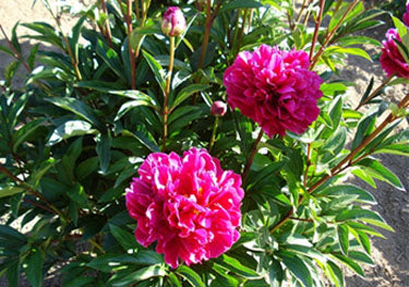 Paeonia Karl Rosenfield - Herbaceous - Windyridge Garden Centre