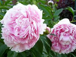 Paeonia Sarah Bernhardt - Herbaceous - Windyridge Garden Centre