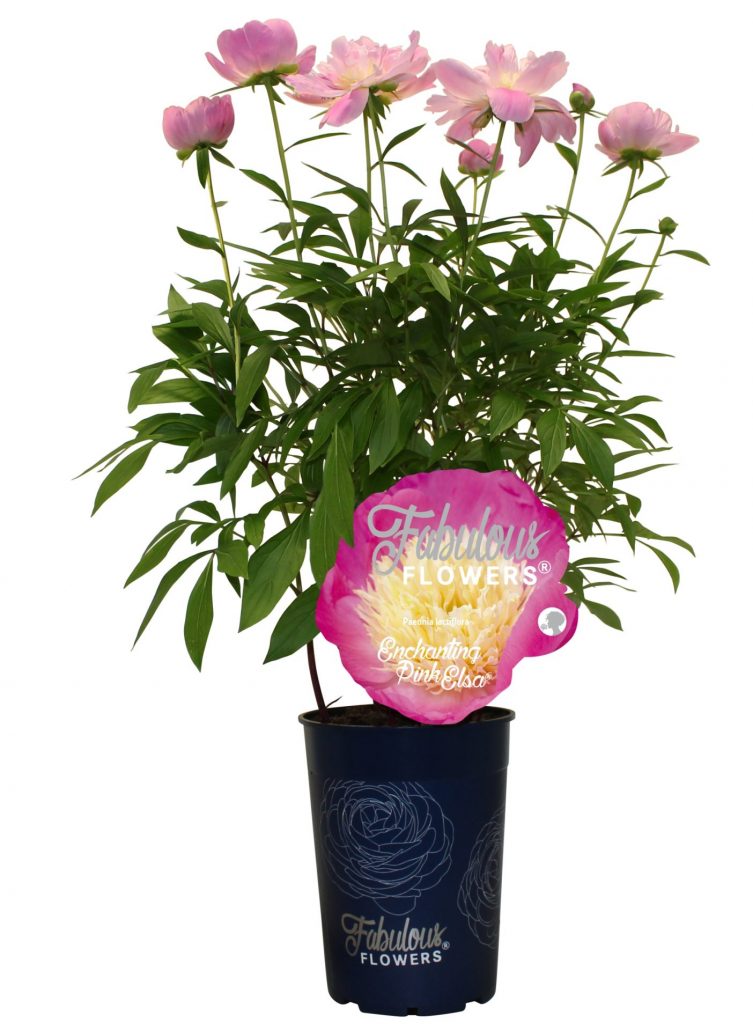 Paeonia (L) Fabulous Flowers (Mixed Varieties) - Herbaceous - Windyridge Garden Centre